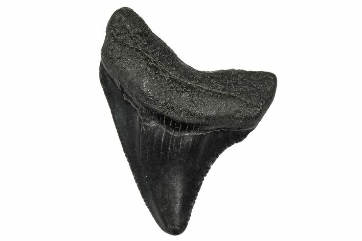 Juvenile Megalodon Tooth - South Carolina #340555